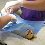 hospitalisation d’un chat